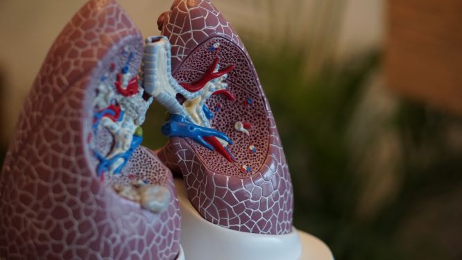 Model of the lungs