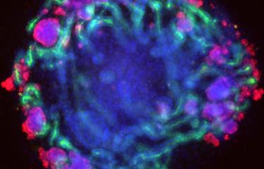 Kidney cells
